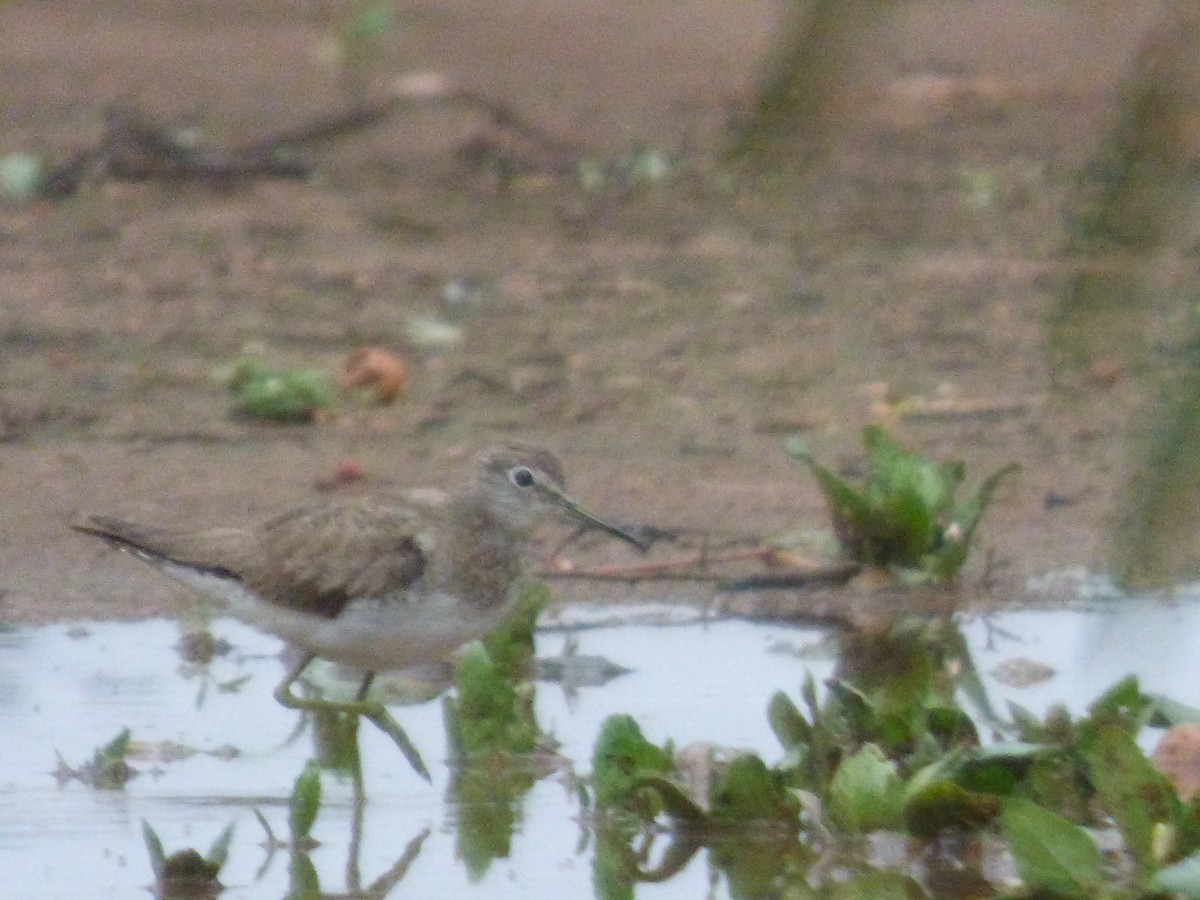 Solitary Sandpiper - ML646183466