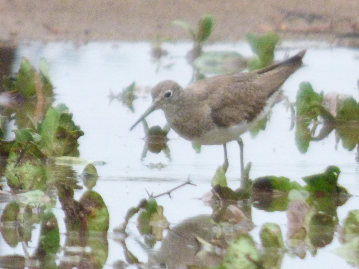 Solitary Sandpiper - ML646183467