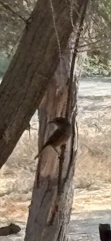 Black Redstart - ML646183470