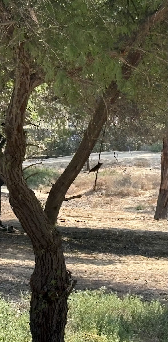 Black Redstart - ML646183471