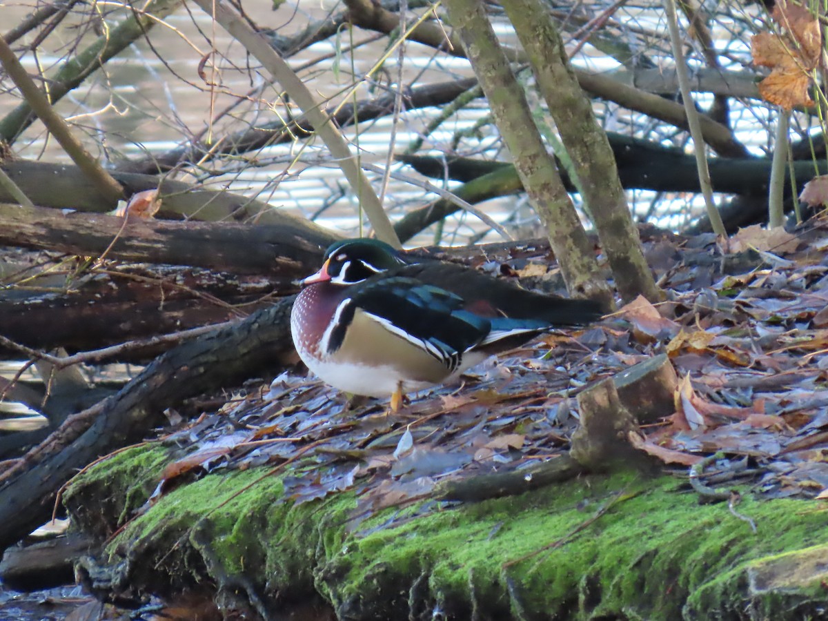 Wood Duck - ML646183476