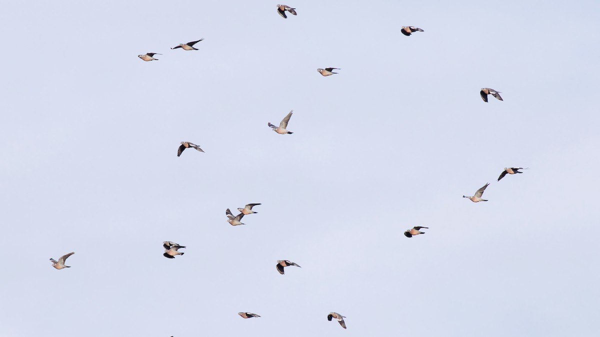 Colombaccio - ML646183478