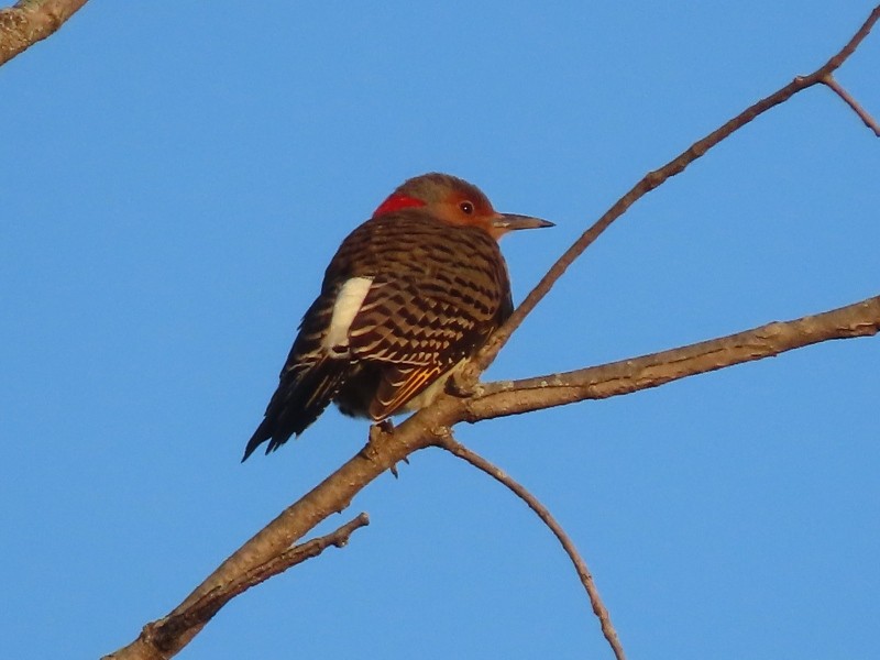 Northern Flicker - ML646183487