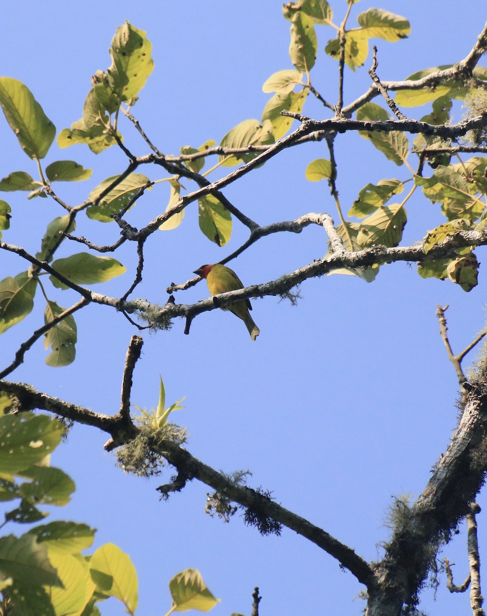 Red-headed Tanager - ML646183490