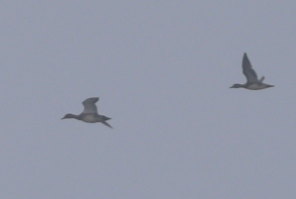 Бор нугас - ML646183491