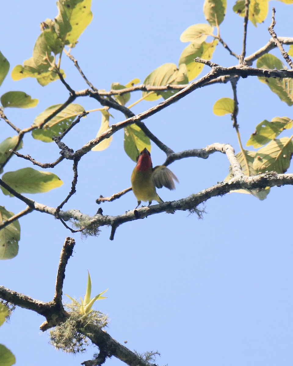 Red-headed Tanager - ML646183493