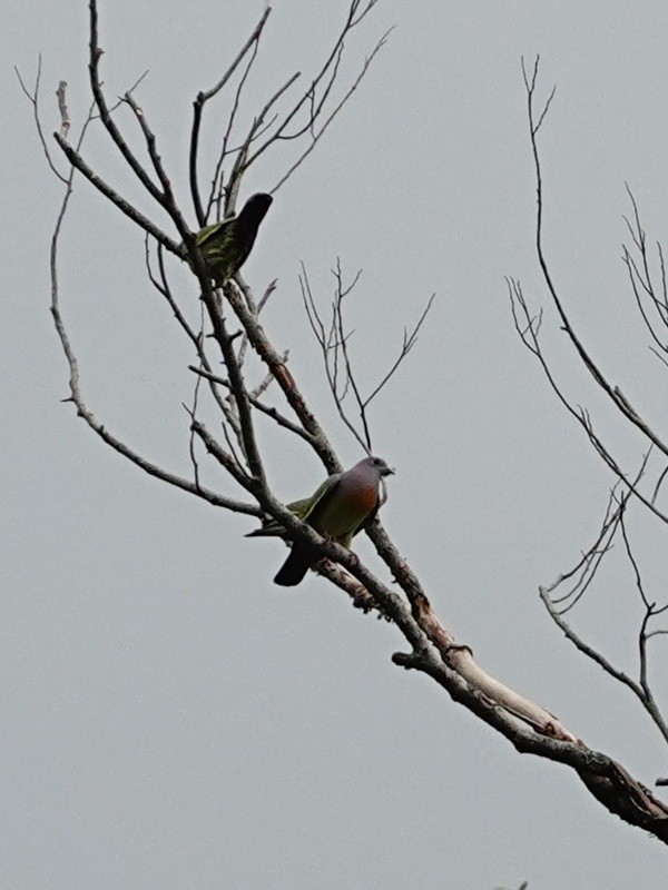 Pink-necked Green-Pigeon - ML646183494
