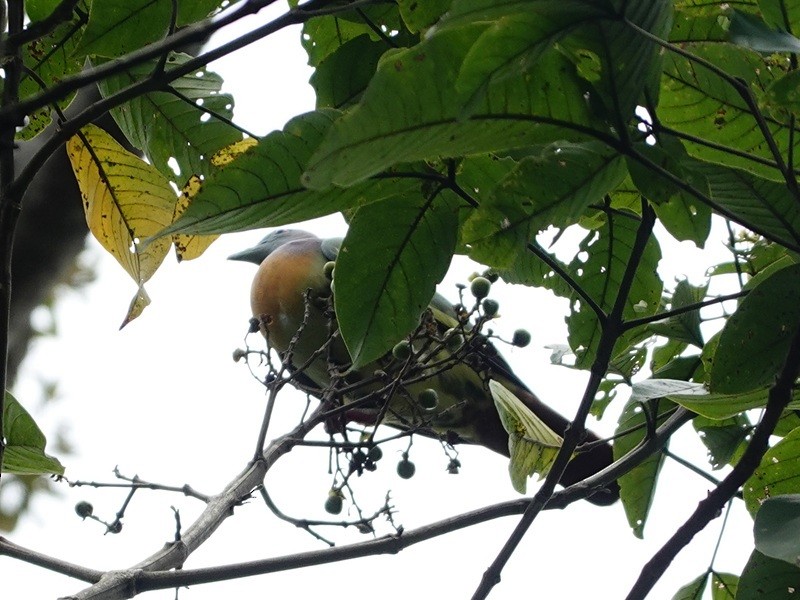 Pink-necked Green-Pigeon - ML646183495