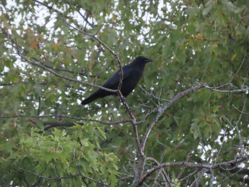 American Crow - ML646183497