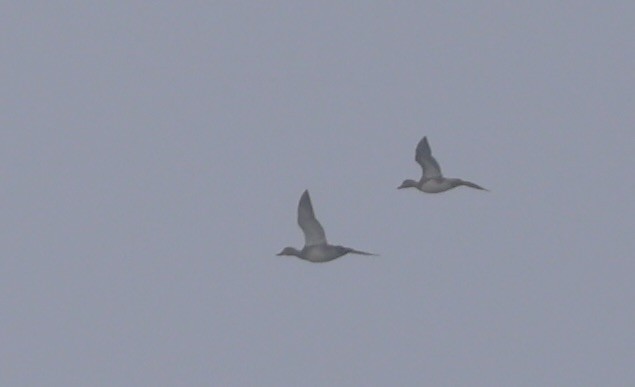 Бор нугас - ML646183498