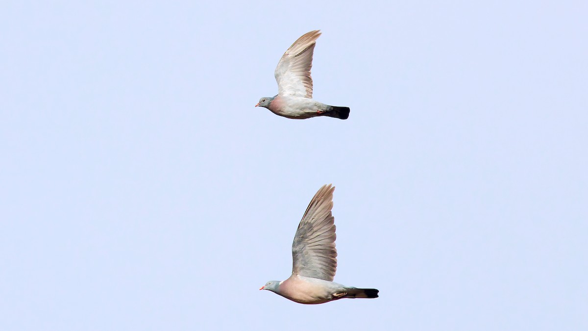 Colombella - ML646183499