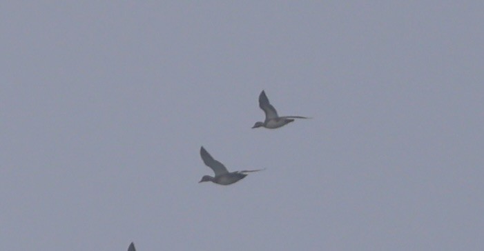 Бор нугас - ML646183500