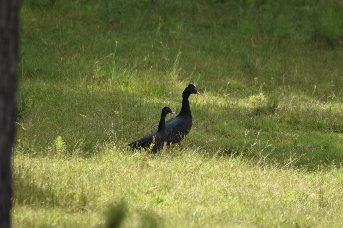 Muscovy Duck - ML646183502