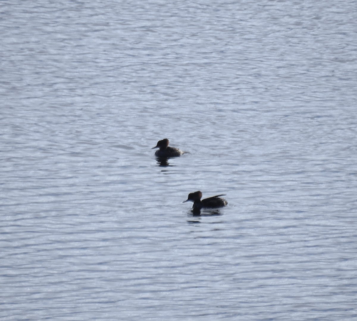 Hooded Merganser - ML646183511