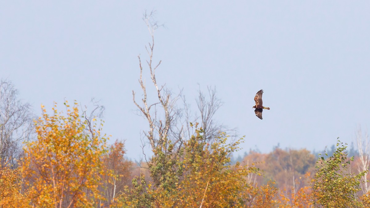 Falco di palude - ML646183512