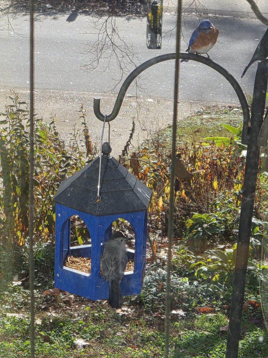 Gray Catbird - ML646183519