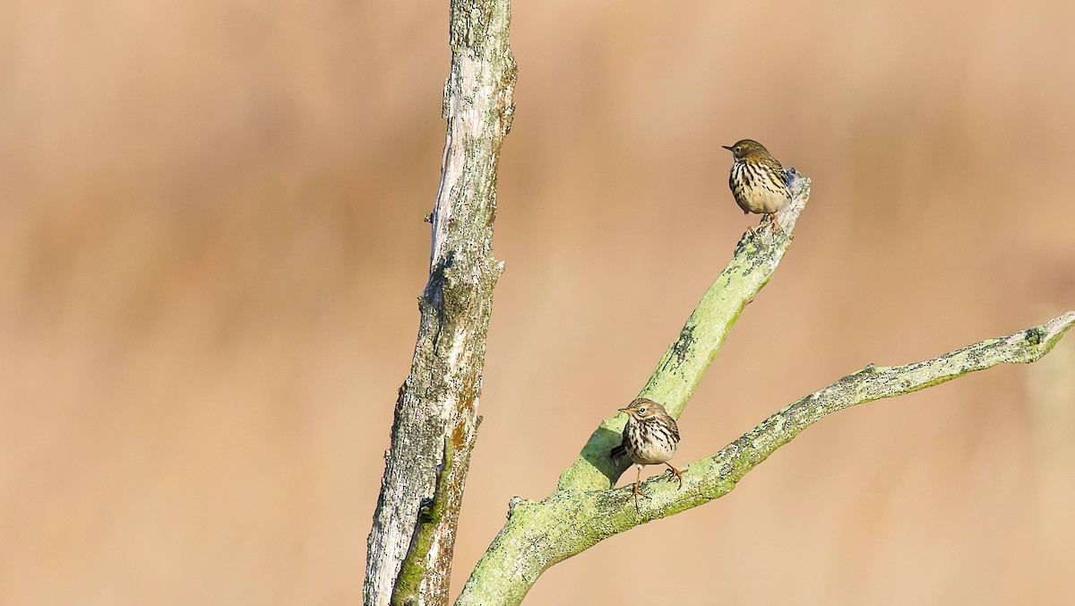 Pispola - ML646183520