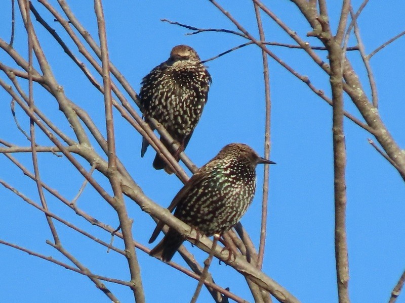 European Starling - ML646183523
