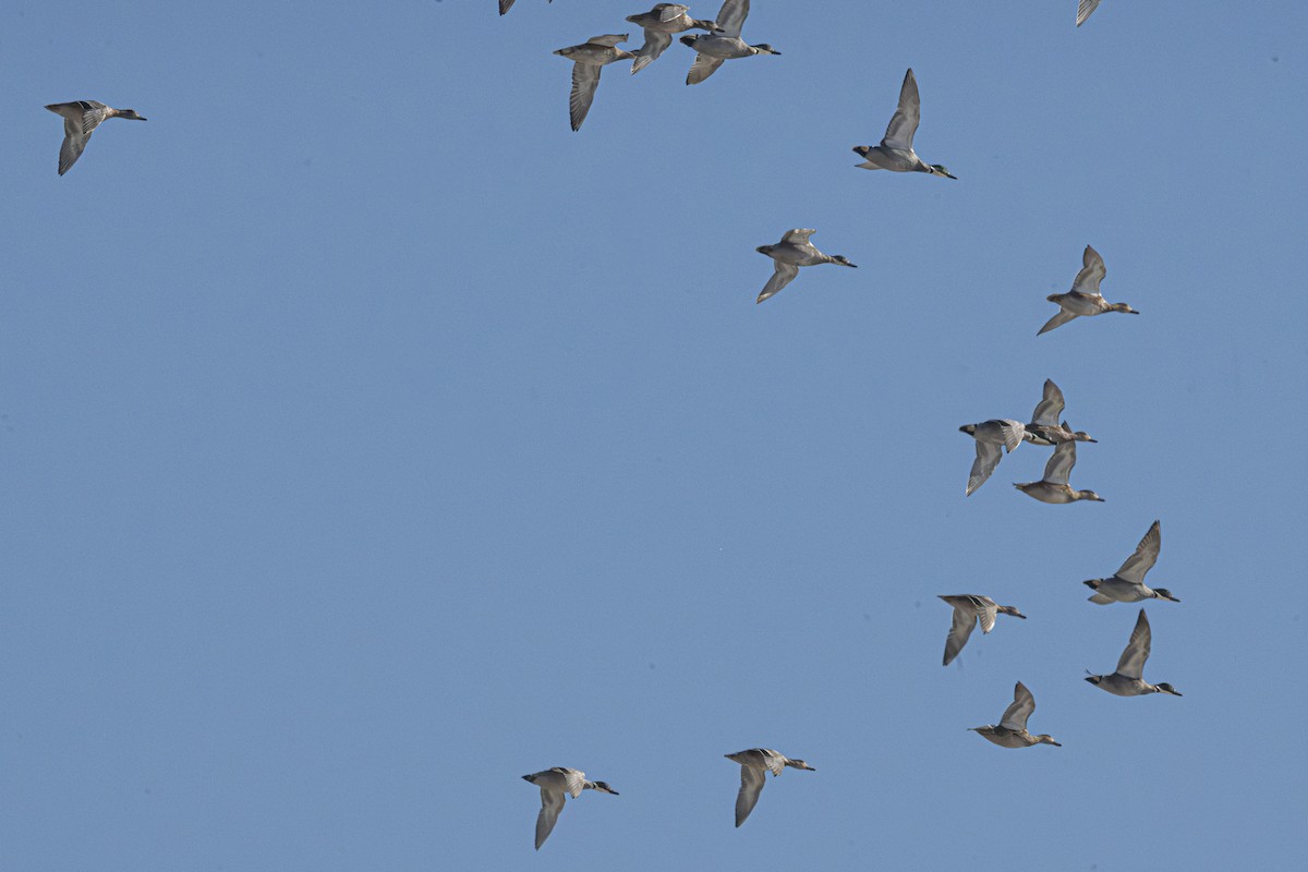 Falcated Duck - ML646183525