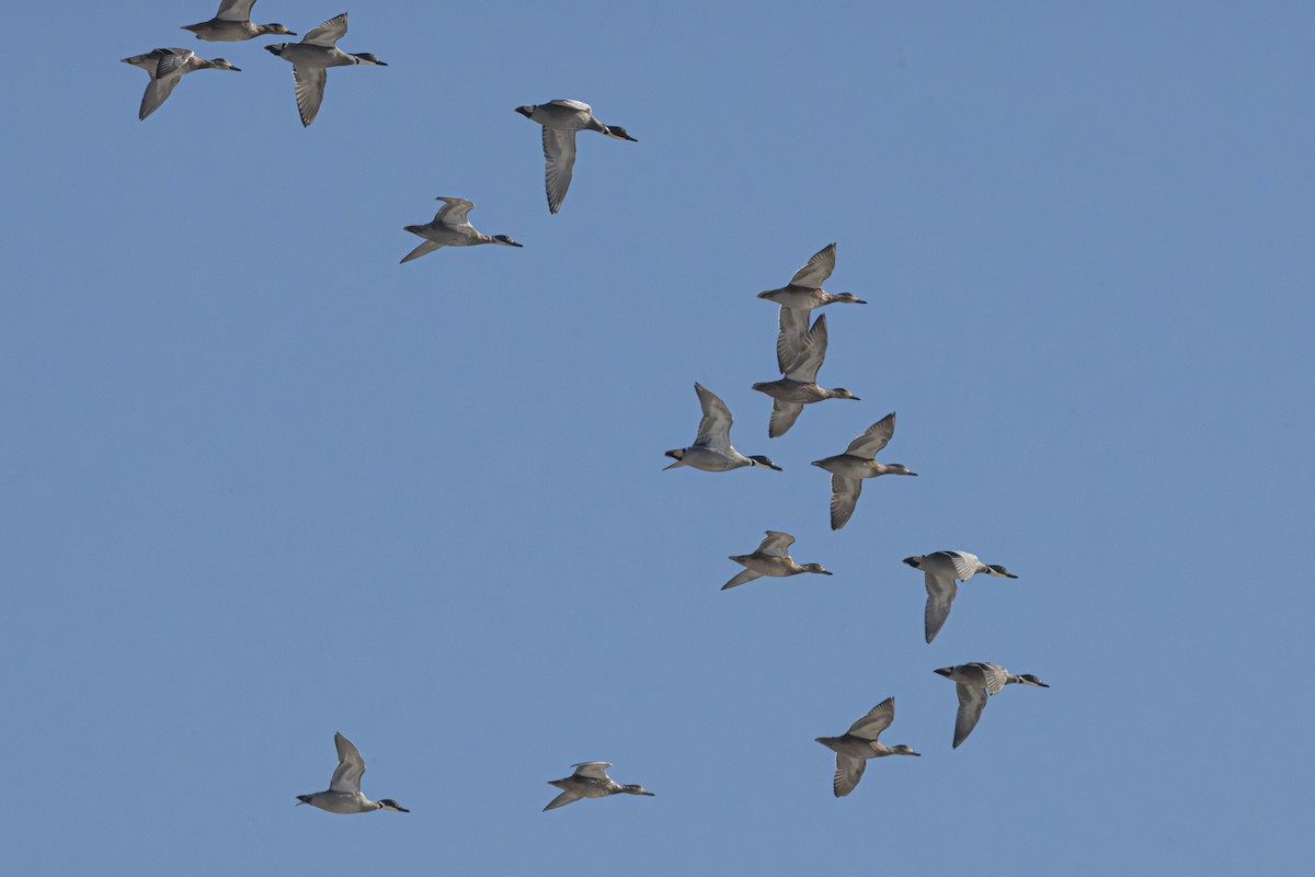 Falcated Duck - ML646183527