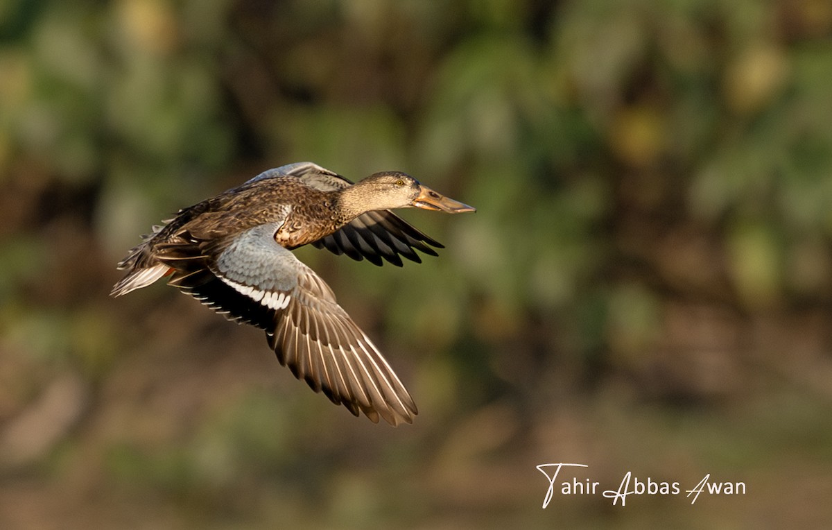 Northern Shoveler - ML646183531