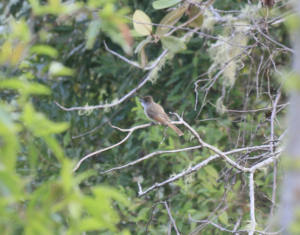 Dusky-capped Flycatcher - ML646183539