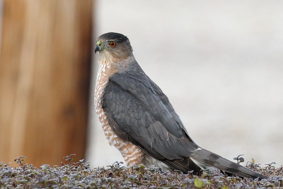 Cooper's Hawk - ML646183540