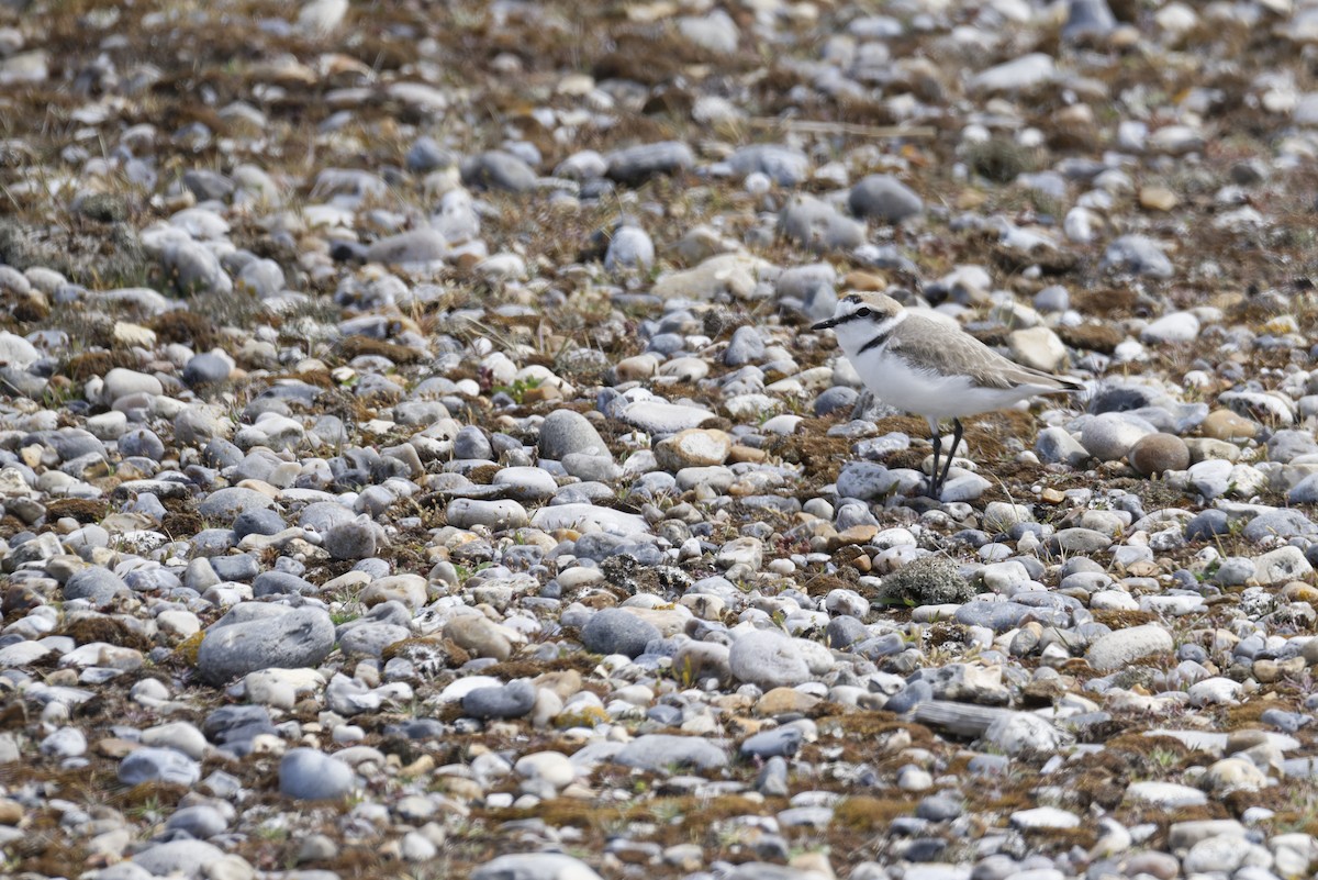 Kentish Plover - ML646183542