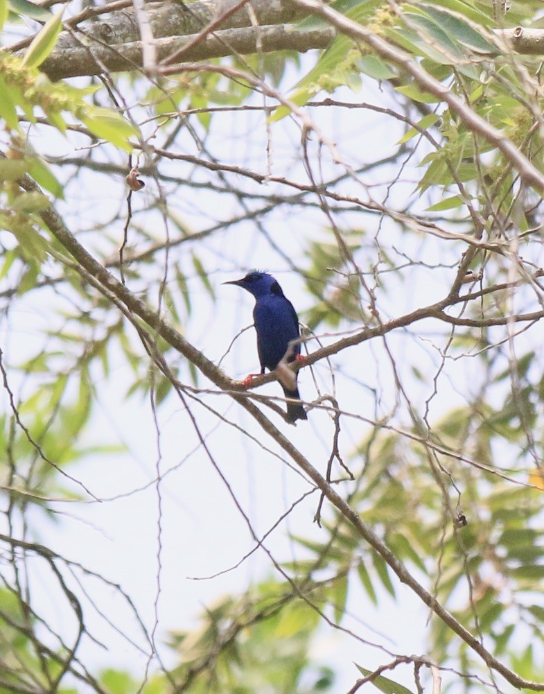 Red-legged Honeycreeper - ML646183546