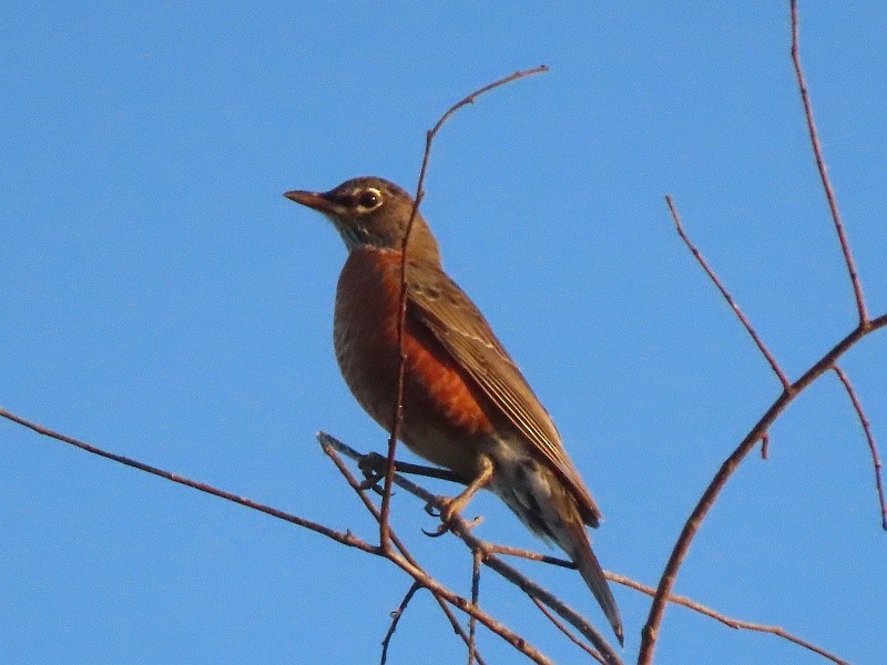 American Robin - ML646183549
