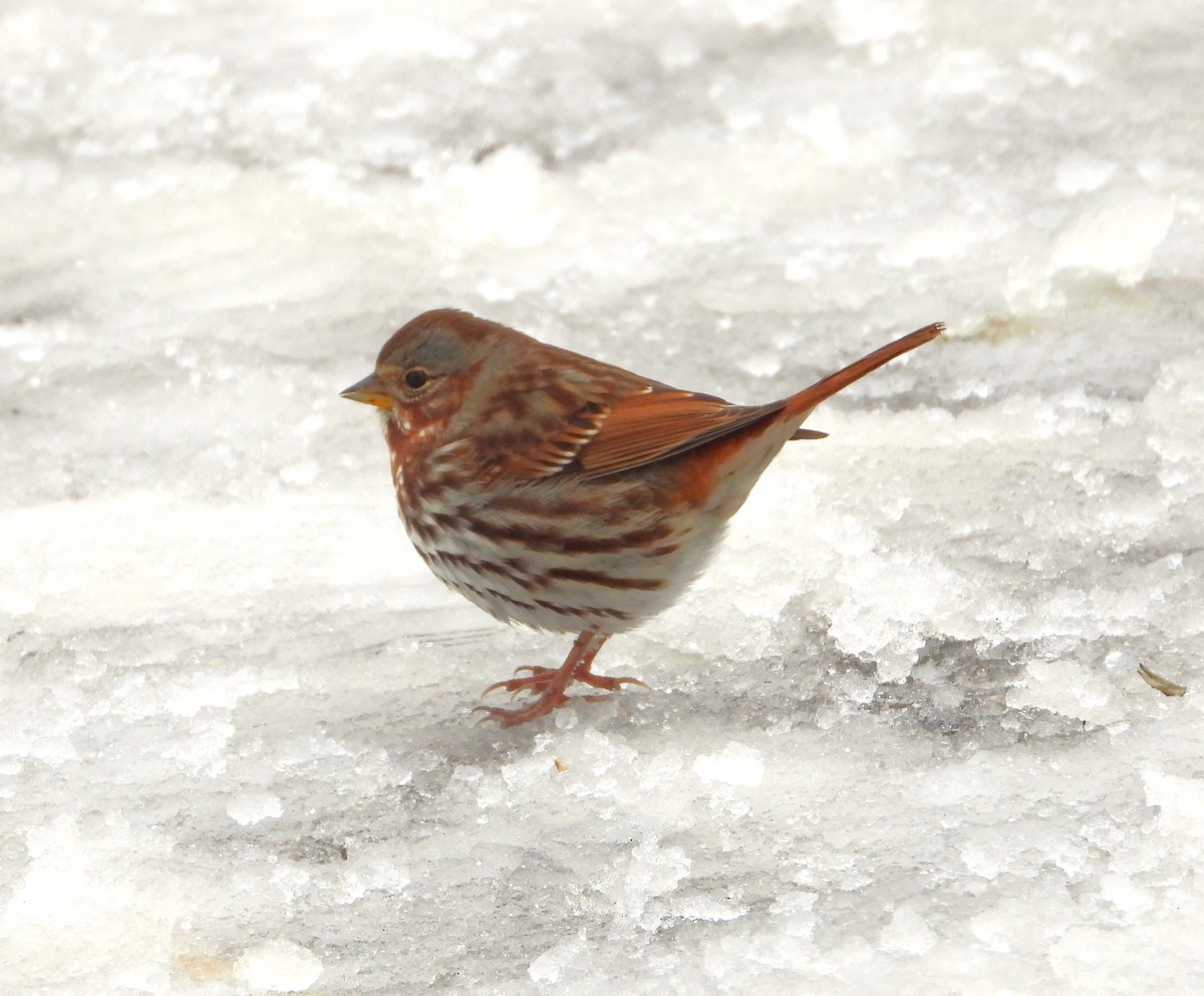 strnadec kaštanový - ML646183551