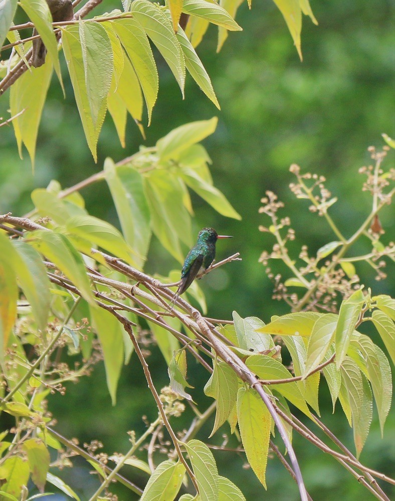 Golden-crowned Emerald - ML646183552