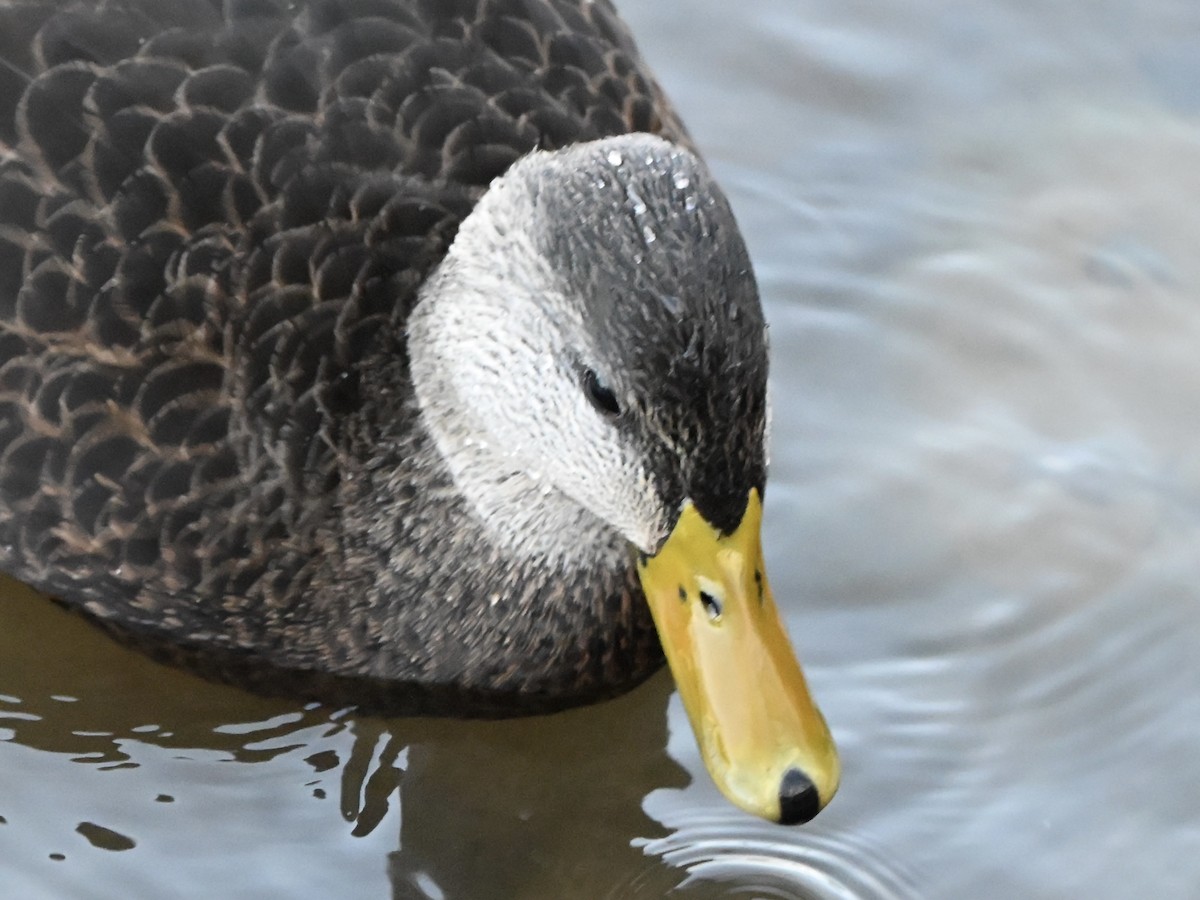 American Black Duck - ML646183553