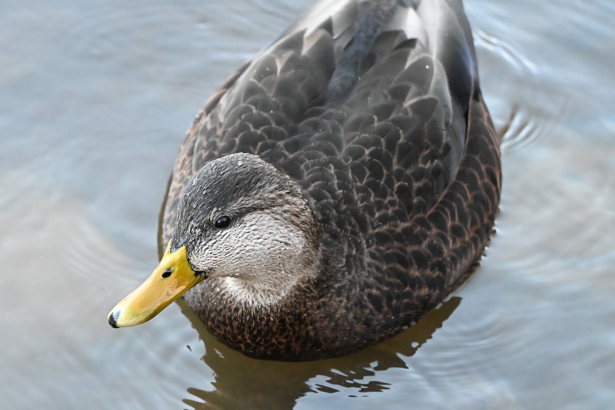 American Black Duck - ML646183554