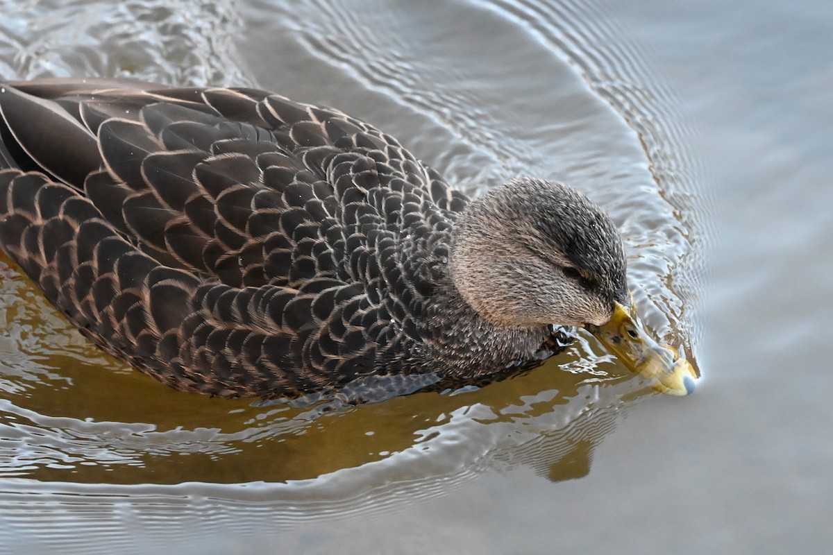 American Black Duck - ML646183555