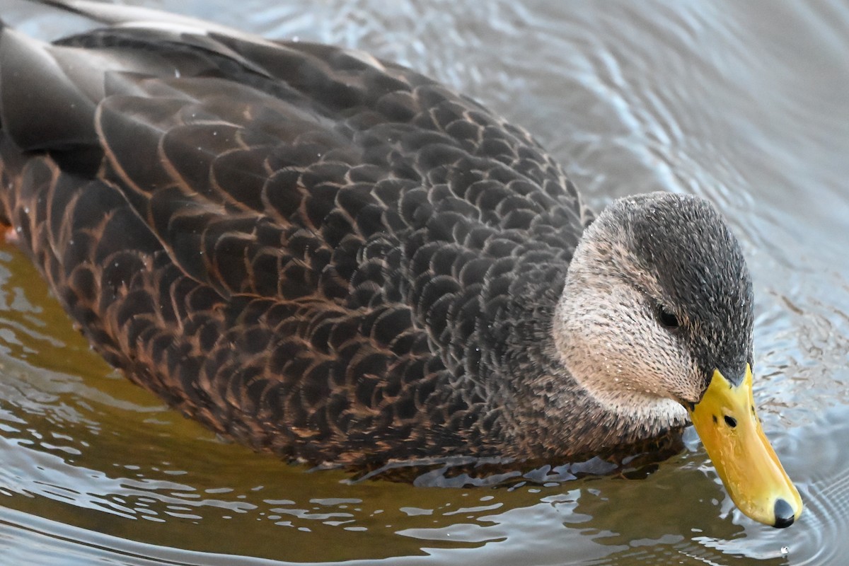 American Black Duck - ML646183556