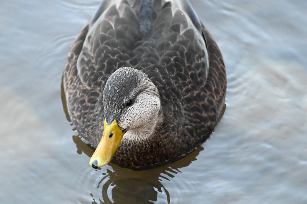 American Black Duck - ML646183557