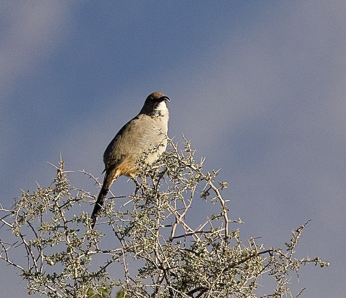 LeConte's Thrasher - ML646183561