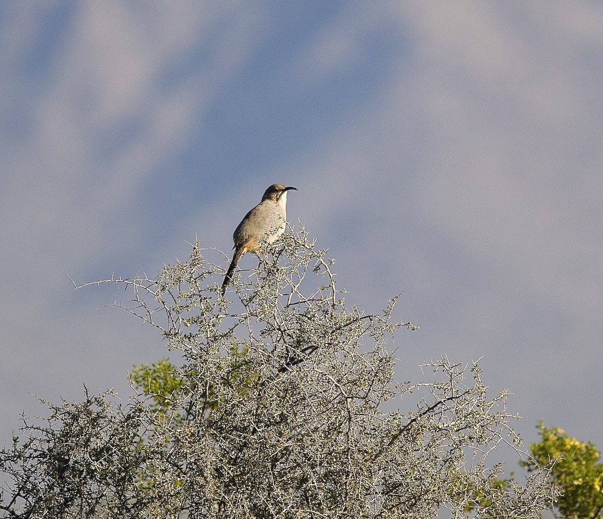 LeConte's Thrasher - ML646183562