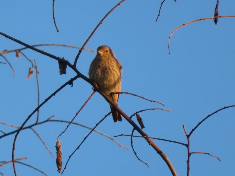 House Finch - ML646183563