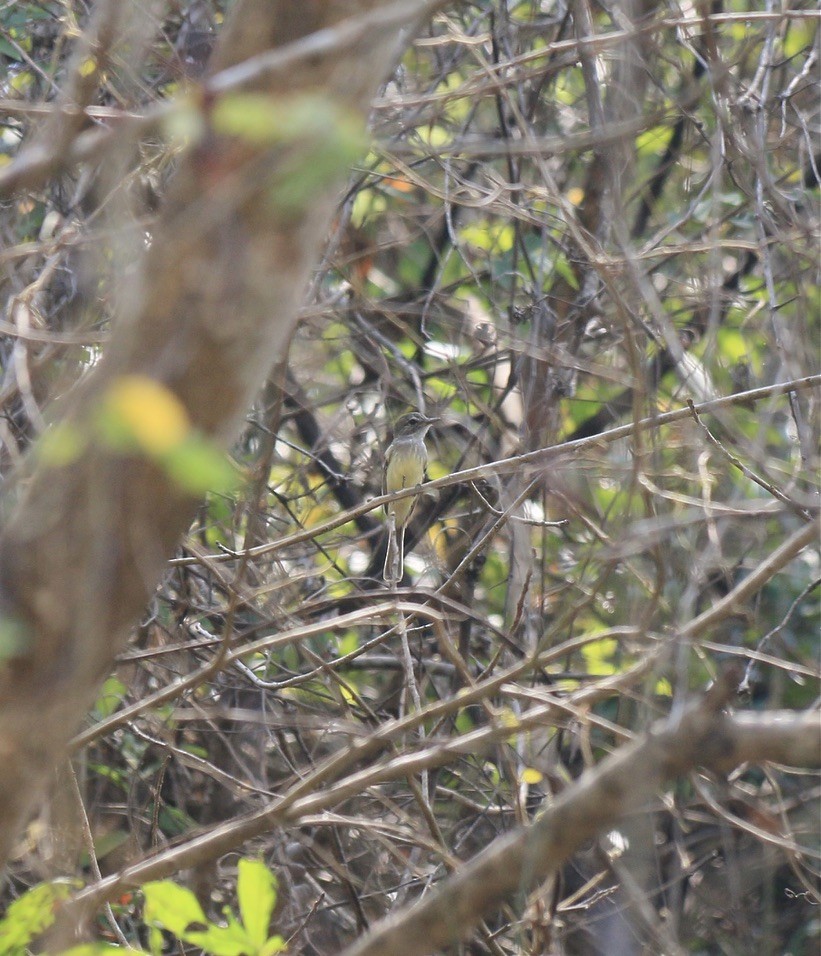 Flammulated Flycatcher - ML646183564