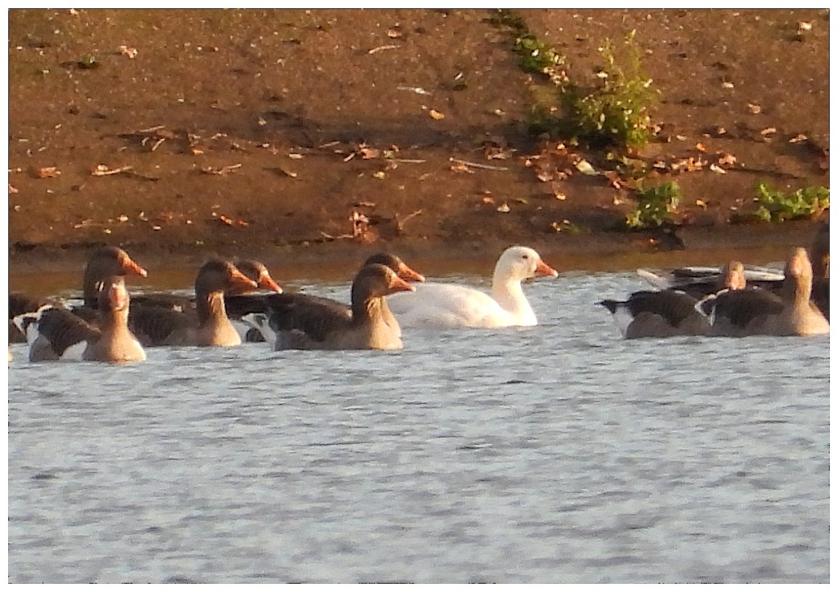 灰雁(馴化) - ML646183570