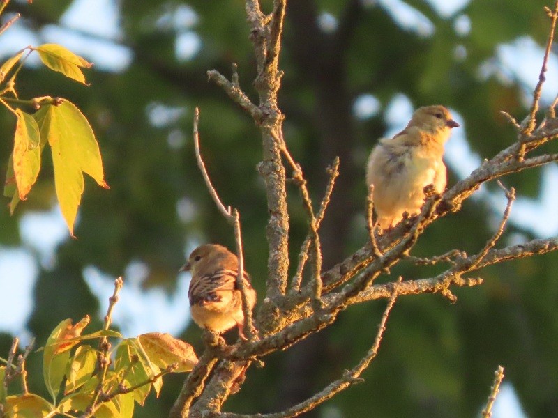 American Goldfinch - ML646183572