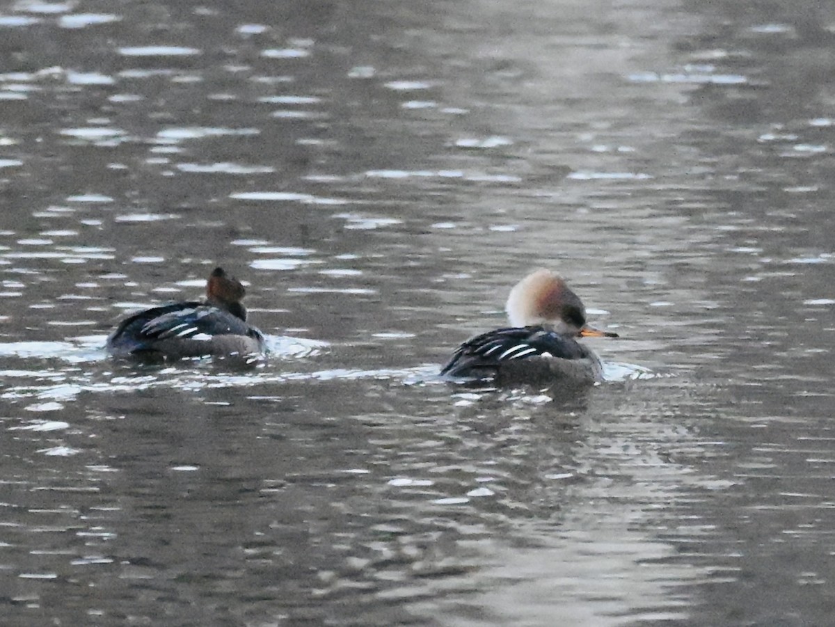 Hooded Merganser - ML646183573