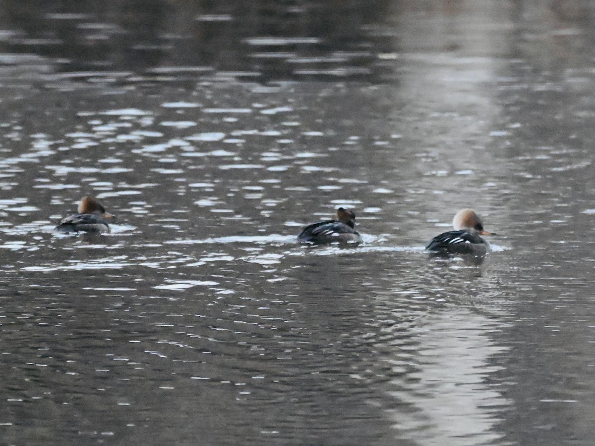 Hooded Merganser - ML646183574