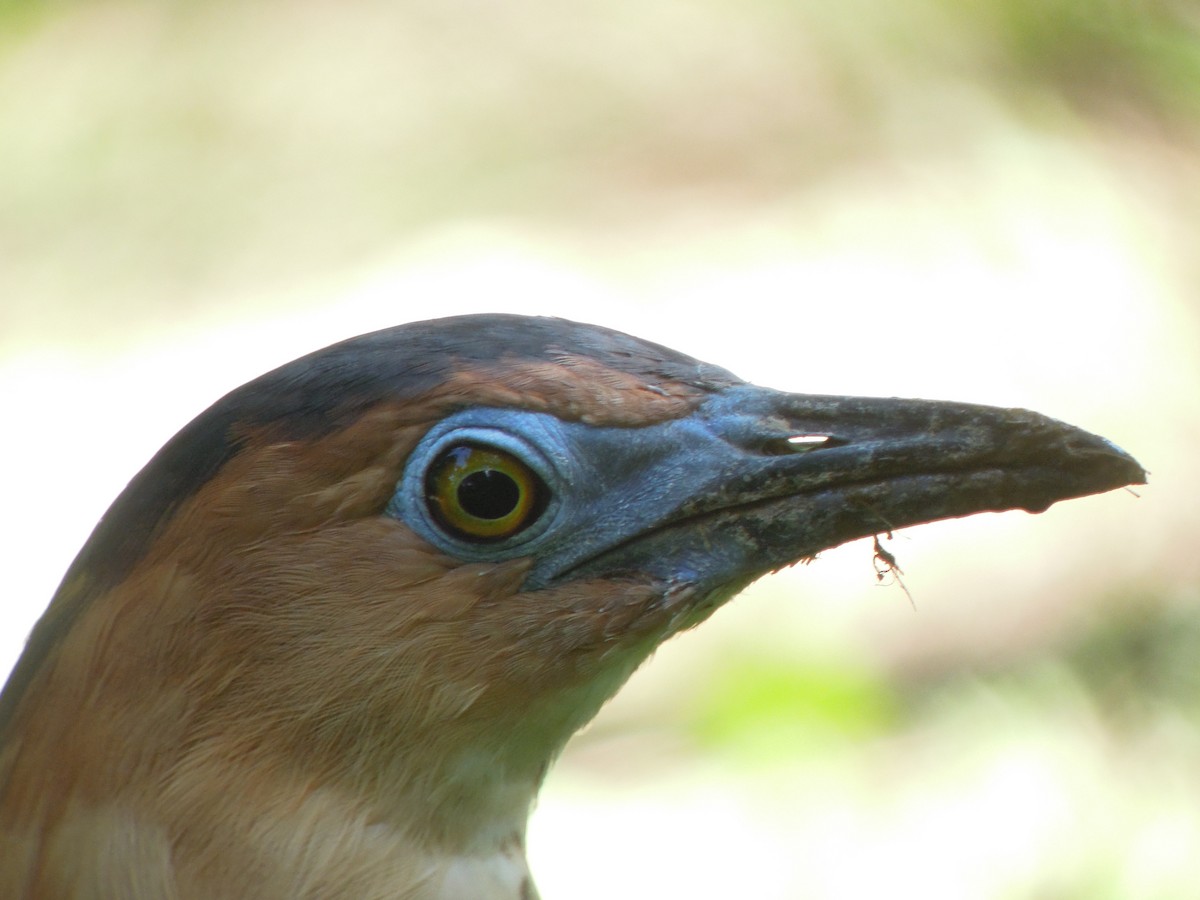 Malay Gece Balıkçılı - ML646183579