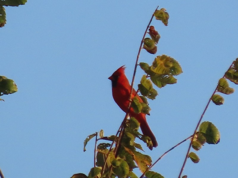 Northern Cardinal - ML646183590