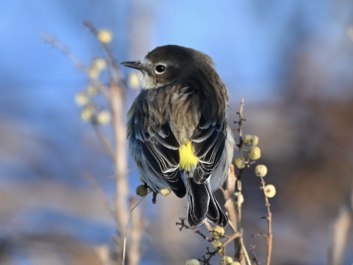 Yellow-rumped Warbler - ML646183596