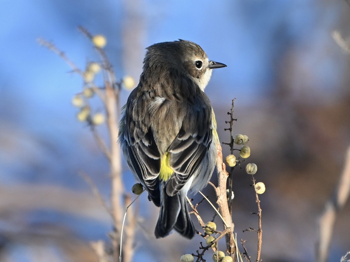 Yellow-rumped Warbler - ML646183597