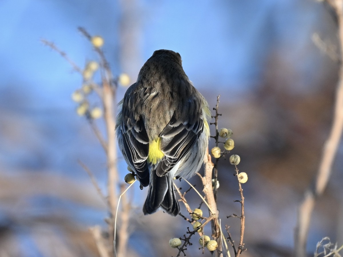 Yellow-rumped Warbler - ML646183598